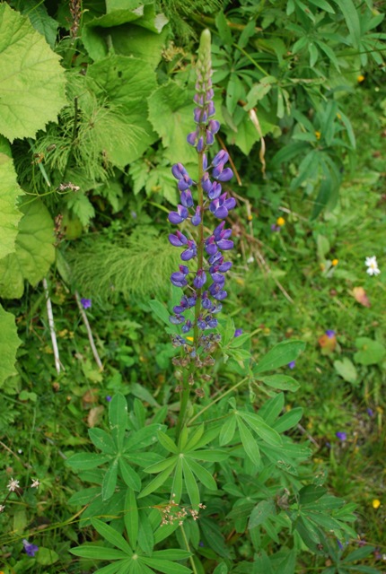 Lupinus polyphyllus / Lupino a foglie numerose